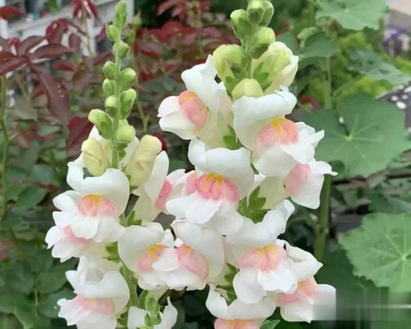 金鱼草种植方法