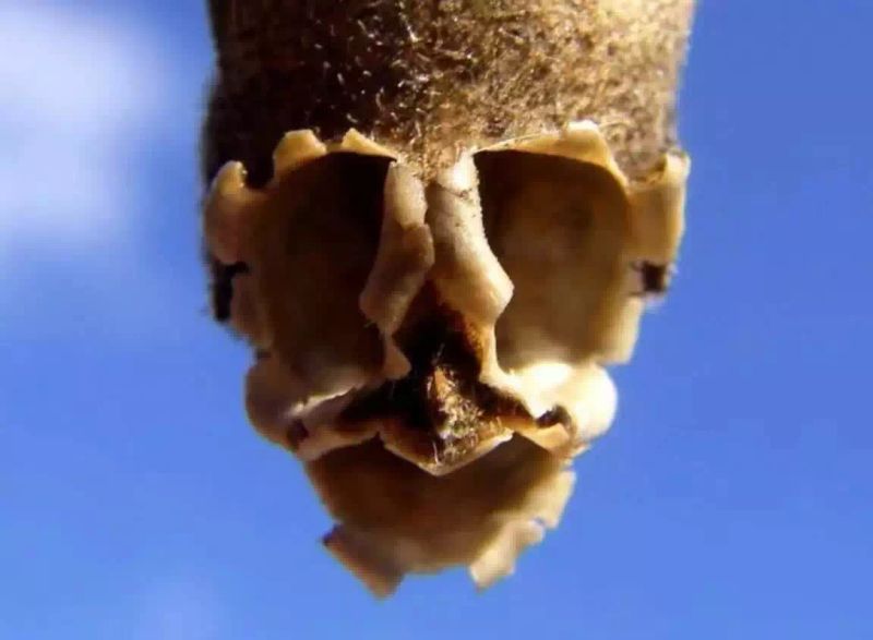 金鱼草种植方法
