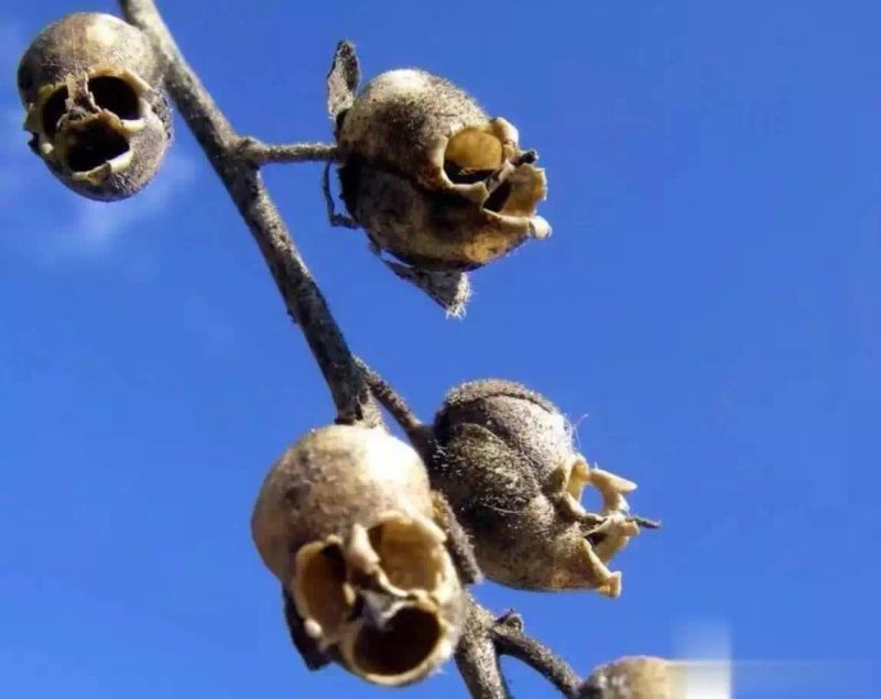 金鱼草种植方法