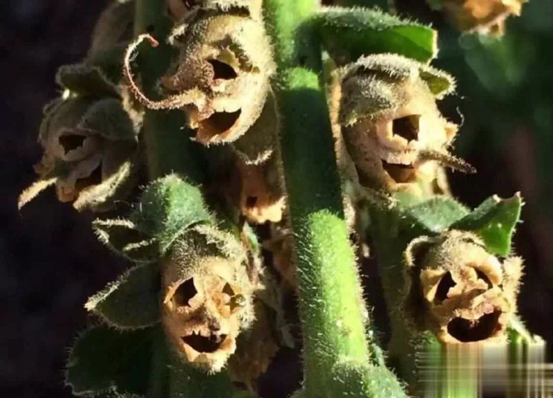 金鱼草种植方法