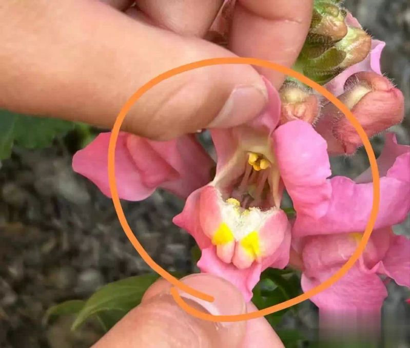 金鱼草种植方法