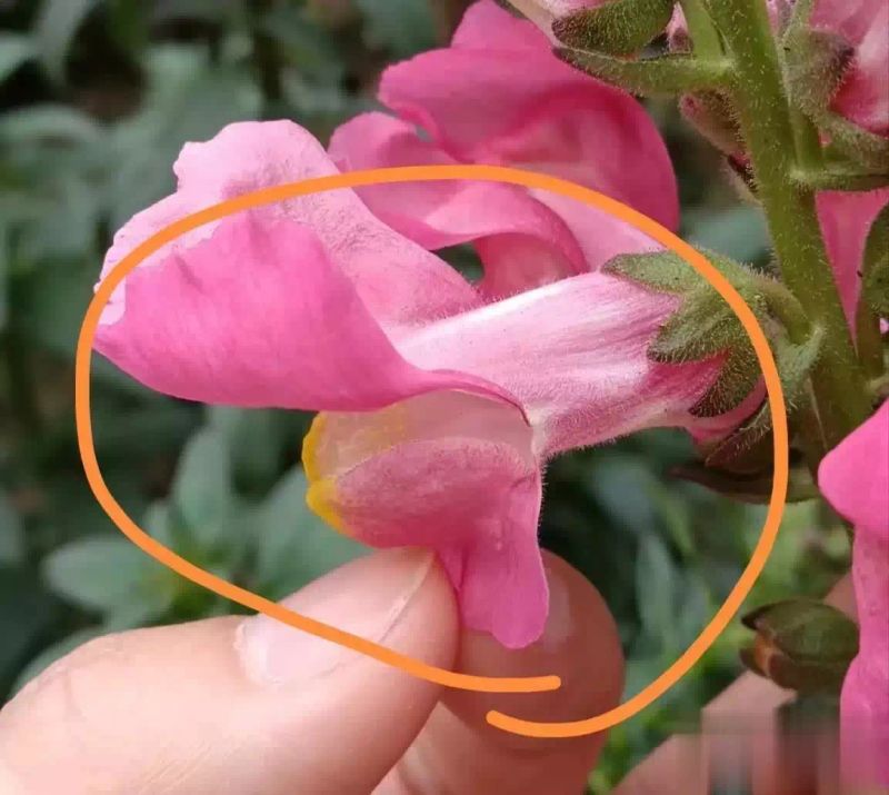 金鱼草种植方法