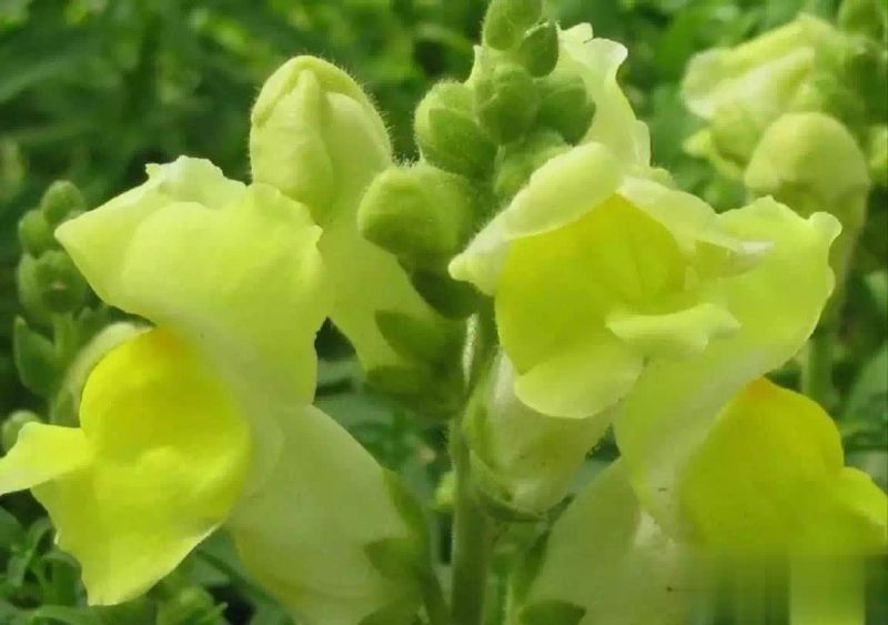 金鱼草种植方法