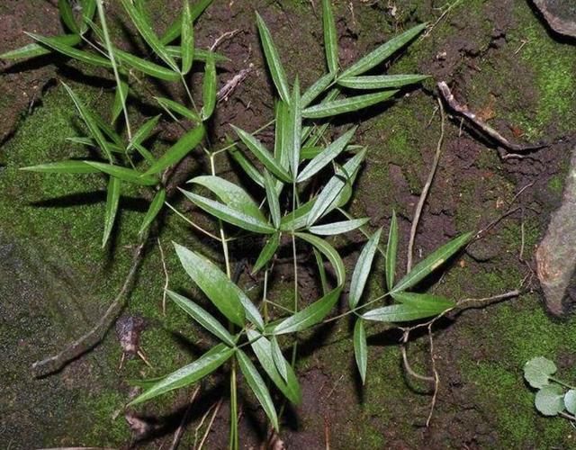 隔山香种植技术
