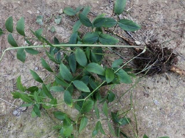 隔山香种植技术