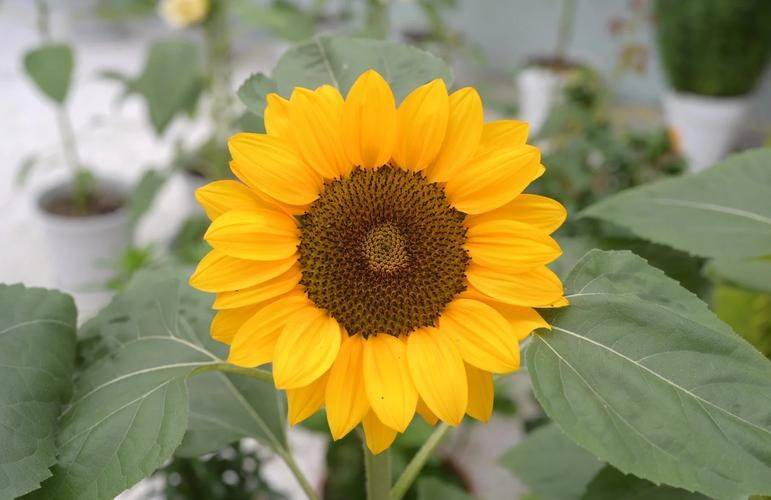Sunflower plantation technology video