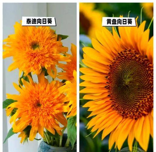 Sunflower plantation technology video