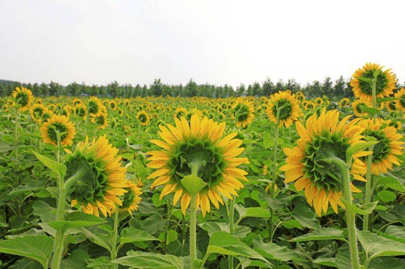 Sunflower plantation technology video