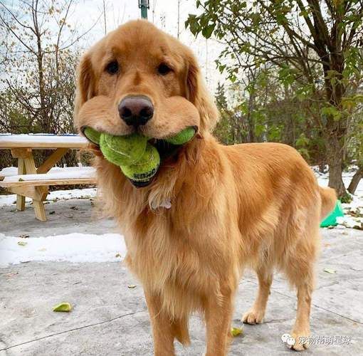 金毛犬纯不纯?看这5个地方,挑狗不吃亏!