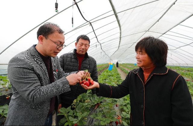 草莓的种植方法和技术