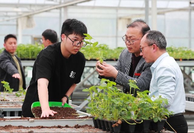 草莓的种植方法和技术