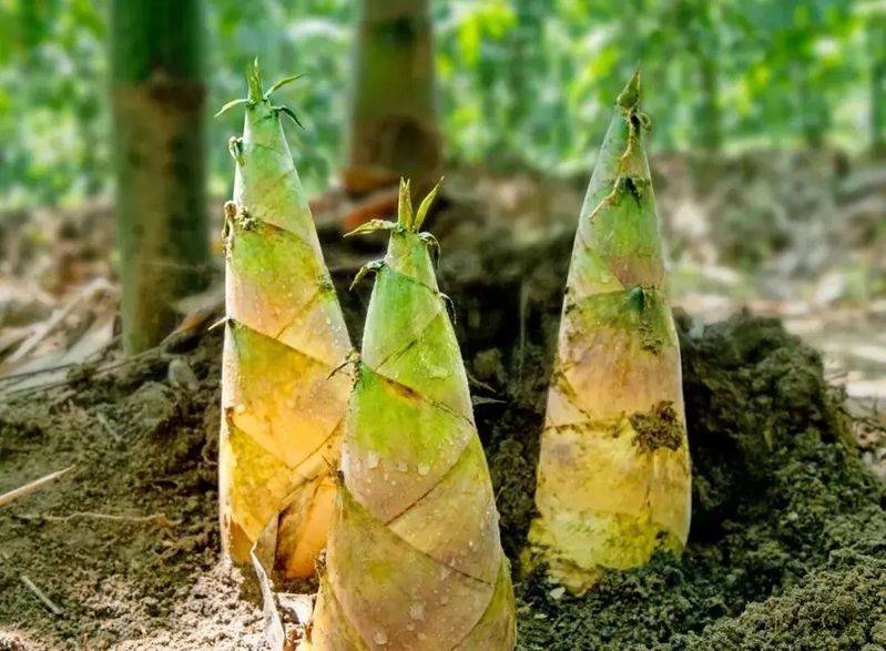 揭阳楼要买门票吗,多少钱