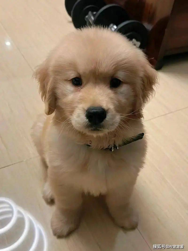 How much for a dog