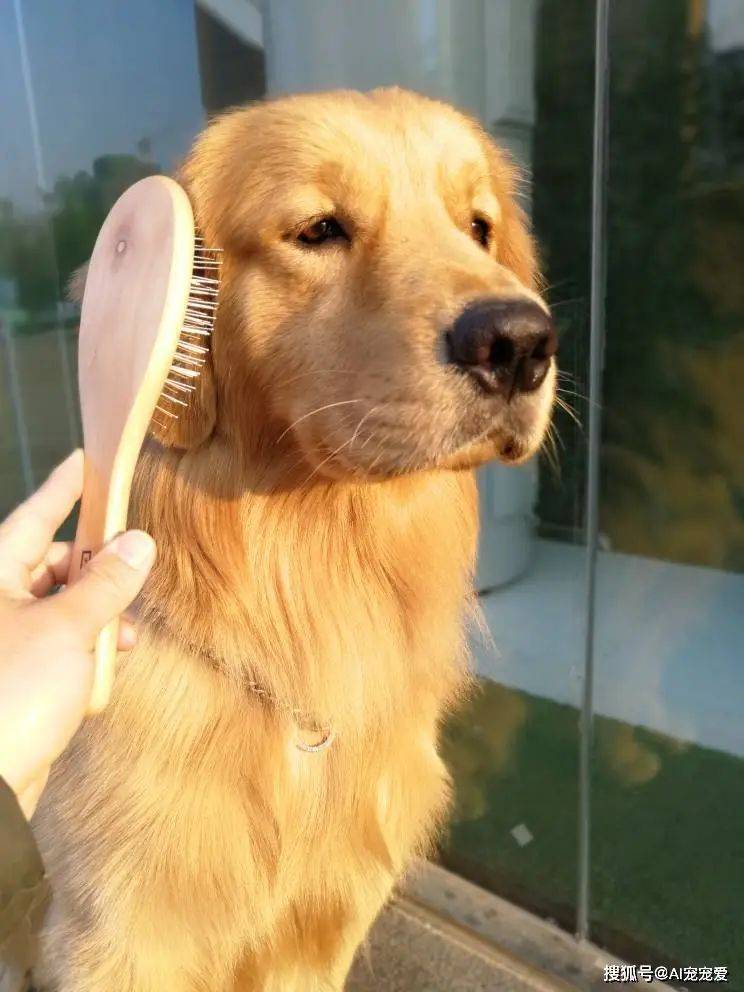 How much for a dog