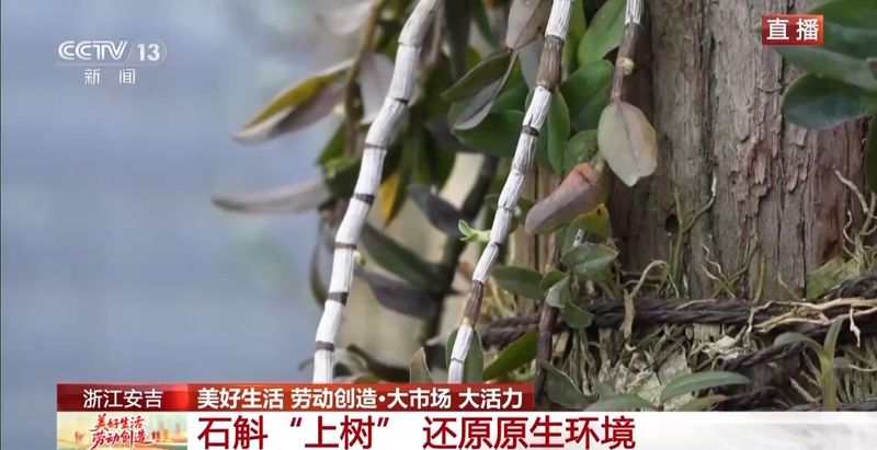 石斛盆栽怎么种植方法