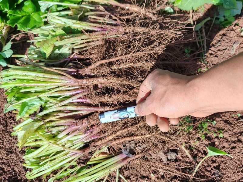 隔山香种植技术