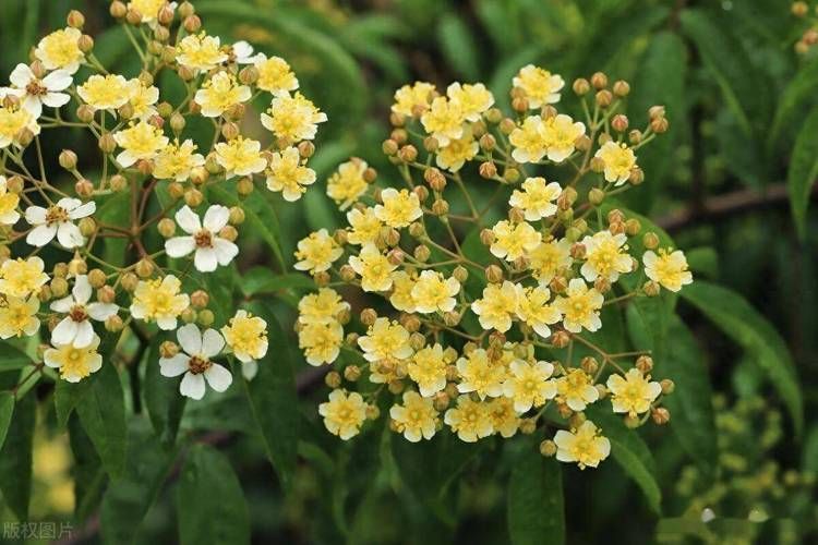 隔山香种植技术
