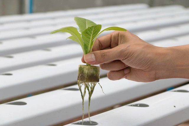 Agricultural technology and farming techniques