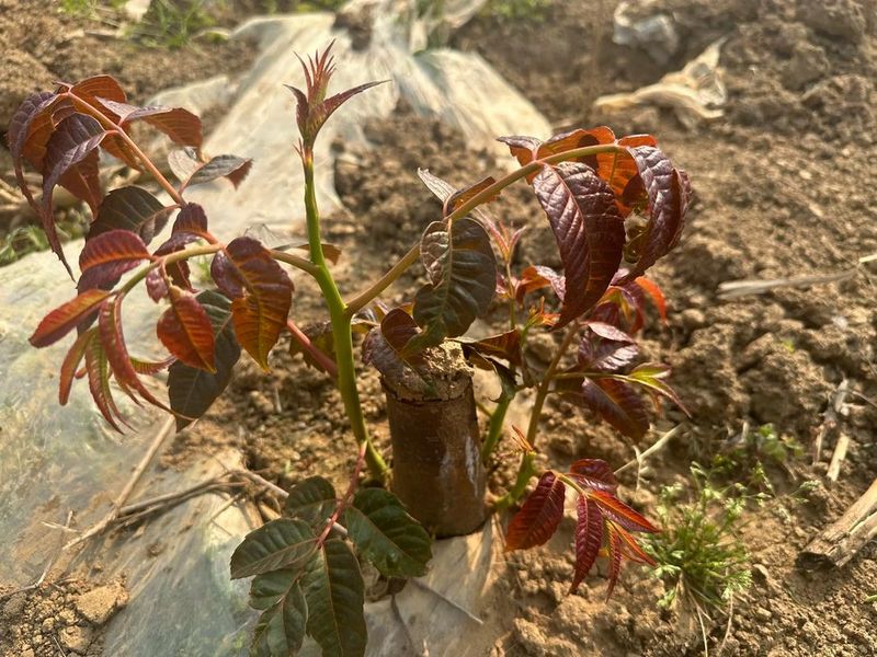 隔山香种植技术