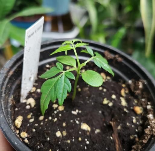 隔山香种植技术