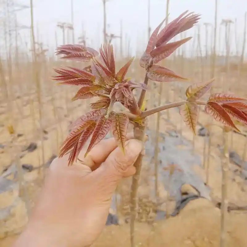 红油香椿的种植技术