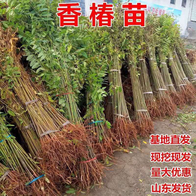 红油香椿的种植技术