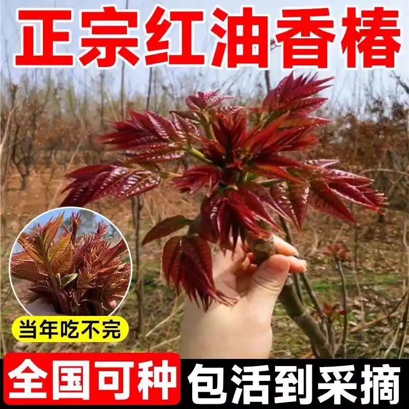 红油香椿的种植技术