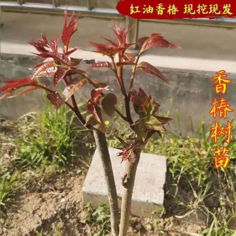 红油香椿的种植技术