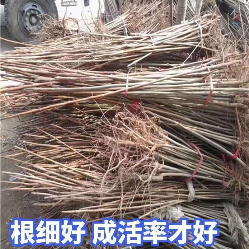 红油香椿的种植技术