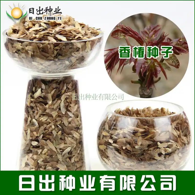 红油香椿的种植技术