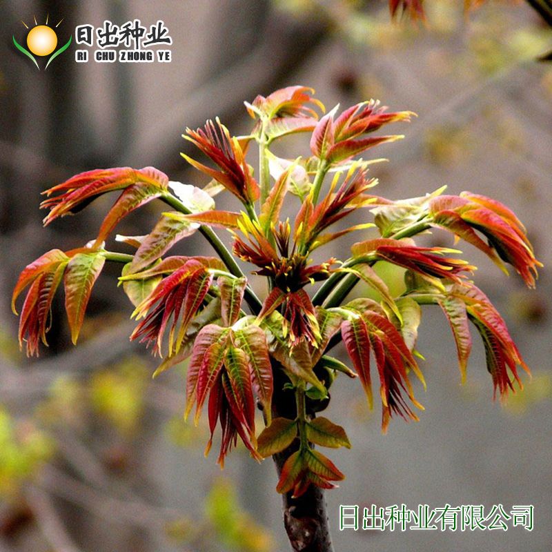 红油香椿的种植技术