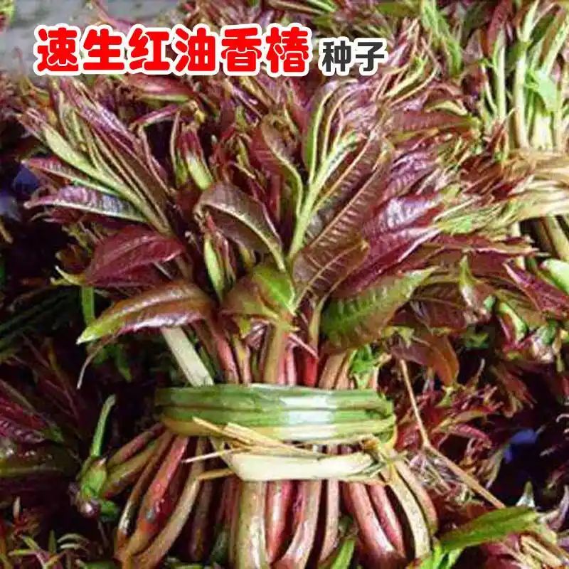 红油香椿的种植技术