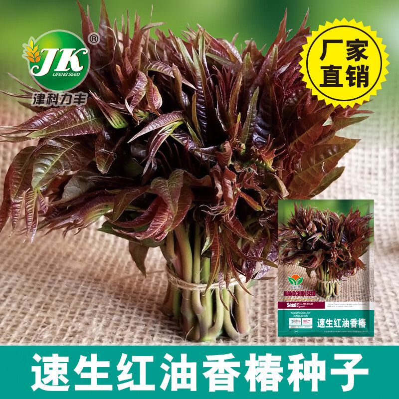 红油香椿的种植技术