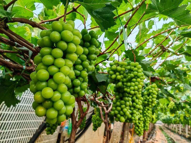 Video of field grape cultivation techniques