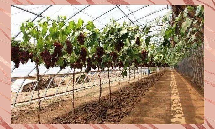 Video of field grape cultivation techniques