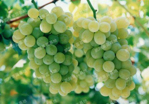 Video of field grape cultivation techniques