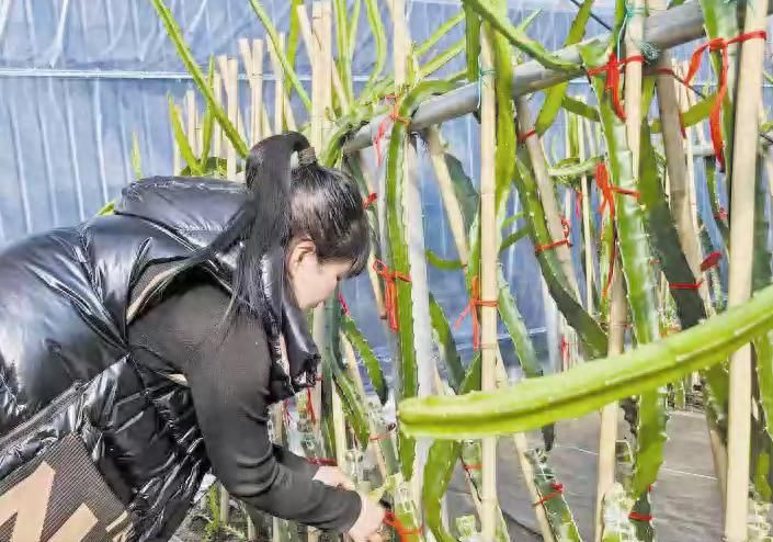盆栽火龙果种植技术