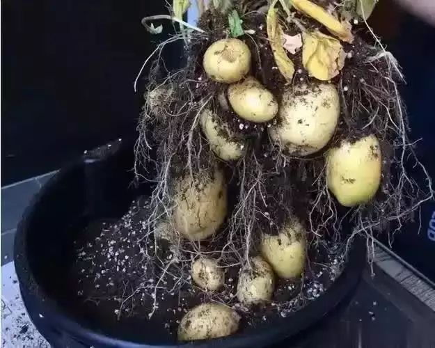 东北马铃薯种植技术