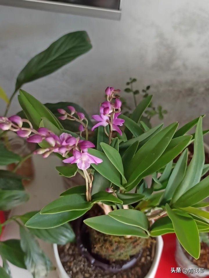 石斛盆栽怎么种植方法