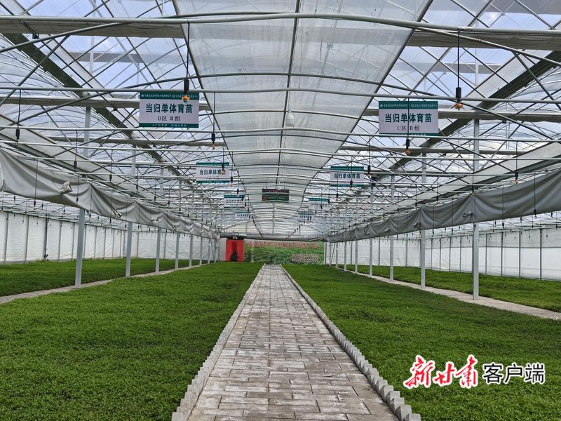 阿坝州当归的种植方法