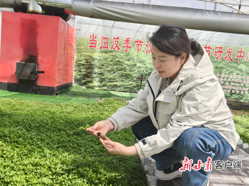 阿坝州当归的种植方法