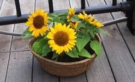 Sunflower plantation technology video