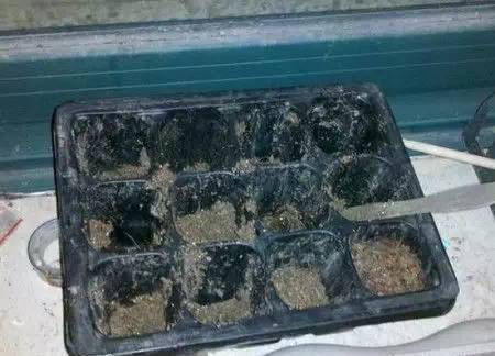 Sunflower plantation technology video