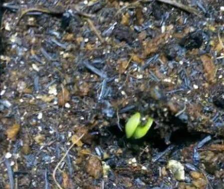Sunflower plantation technology video