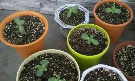 Sunflower plantation technology video