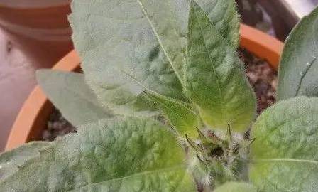 Sunflower plantation technology video