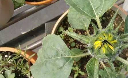 Sunflower plantation technology video