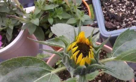 Sunflower plantation technology video