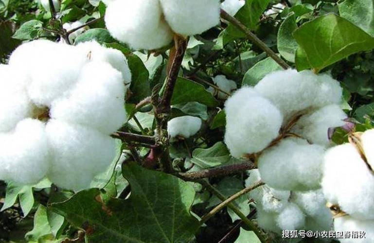 Technology for cotton cultivation