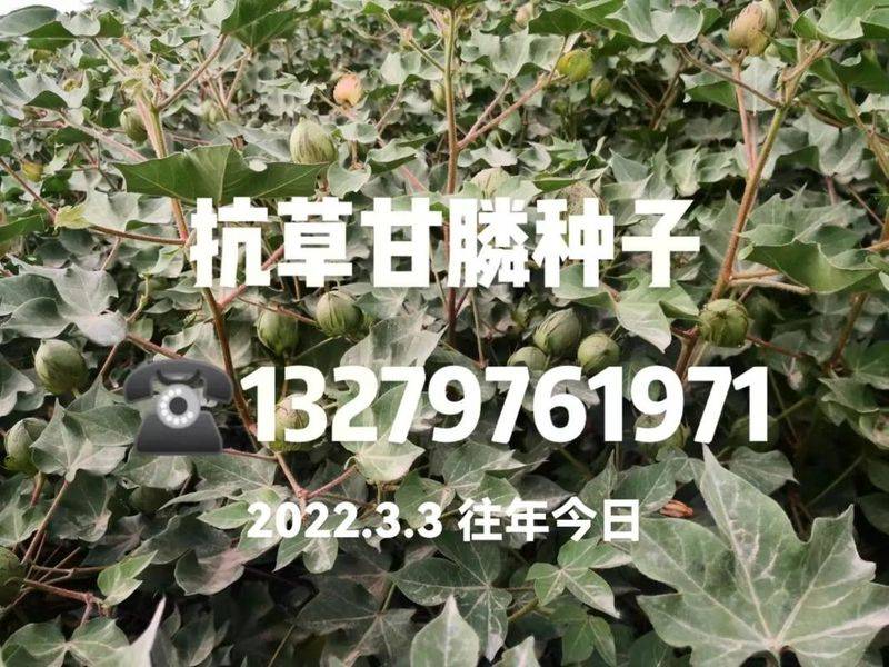Technology for cotton cultivation